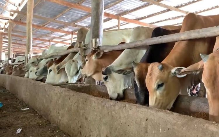 No contamos con apoyo para el combate al gusano barrenador en Petatlán