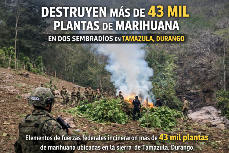 Destruyen más de 43 mil plantas de marihuana en dos sembradíos en Tamazula, Durango